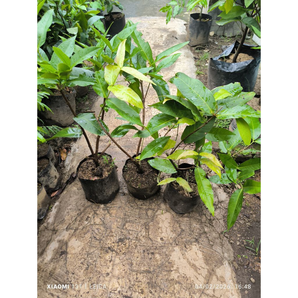 bibit jambu madu deli hijau bogel (cangkok)