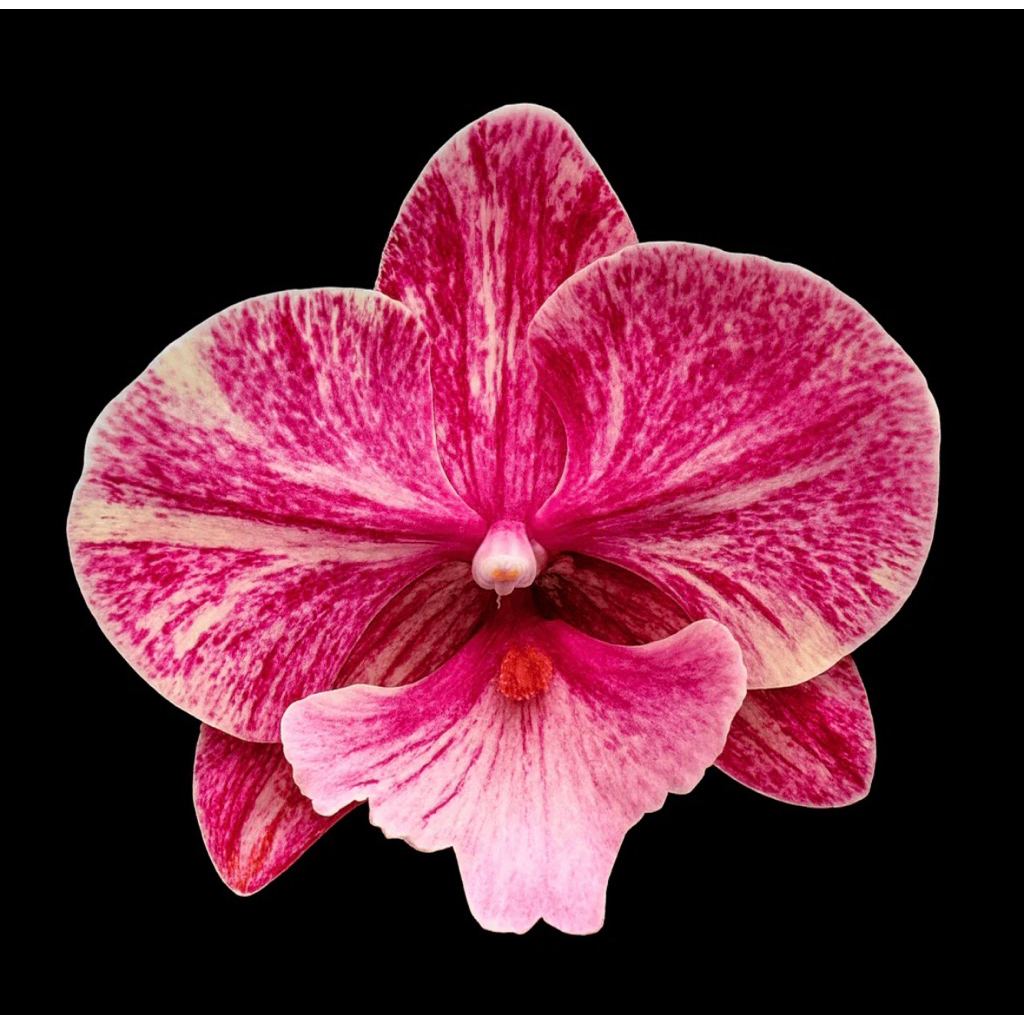 ANGGREK BULAN KNOP MEKAR