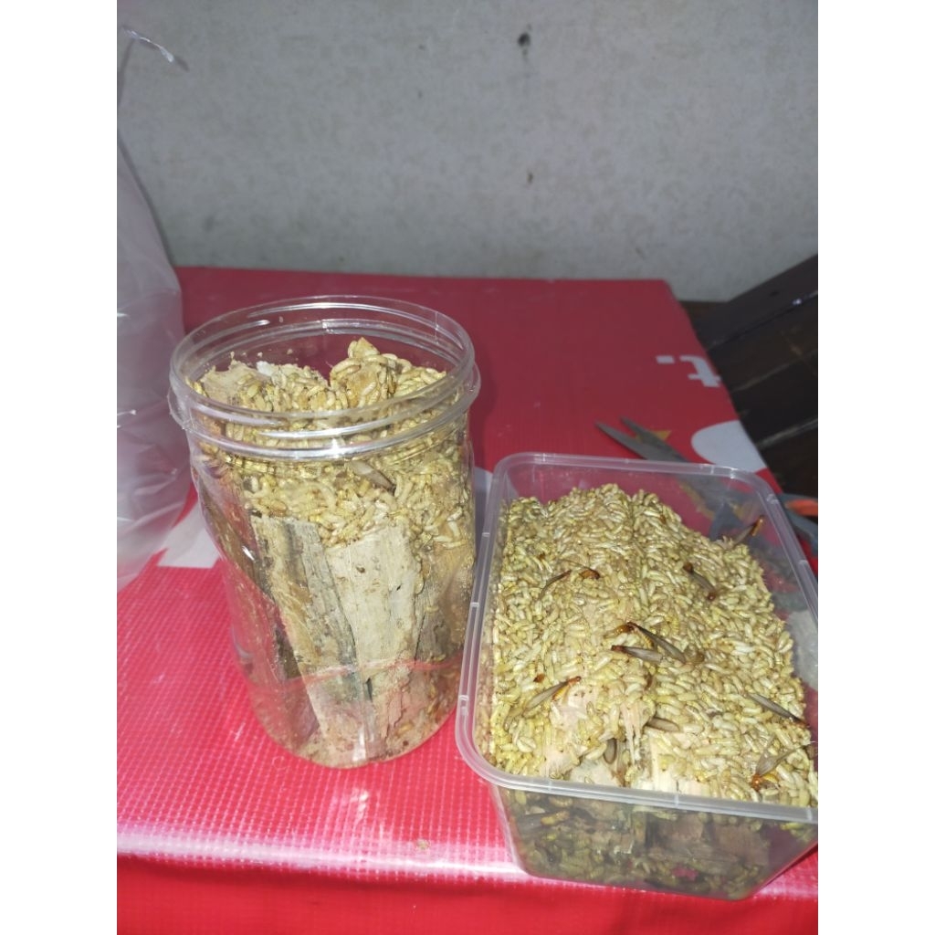 WARANGAS/POA/RAYAP HUTAN UMPAN MANCING HIDUP ISI PALING BUANYAK