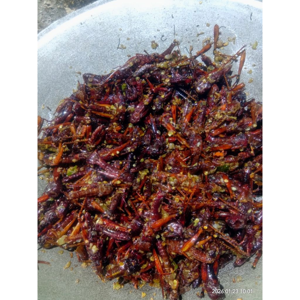 Belalang goreng, Belalang kayu