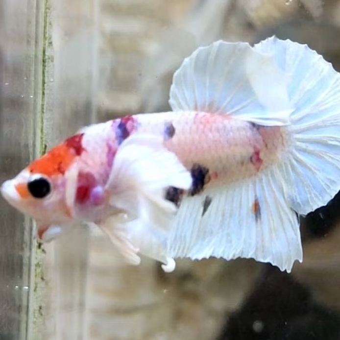 Ikan Cupang Plakat dumbo ear Multicolor - Sepasang, Warna Acak, Bergaransi