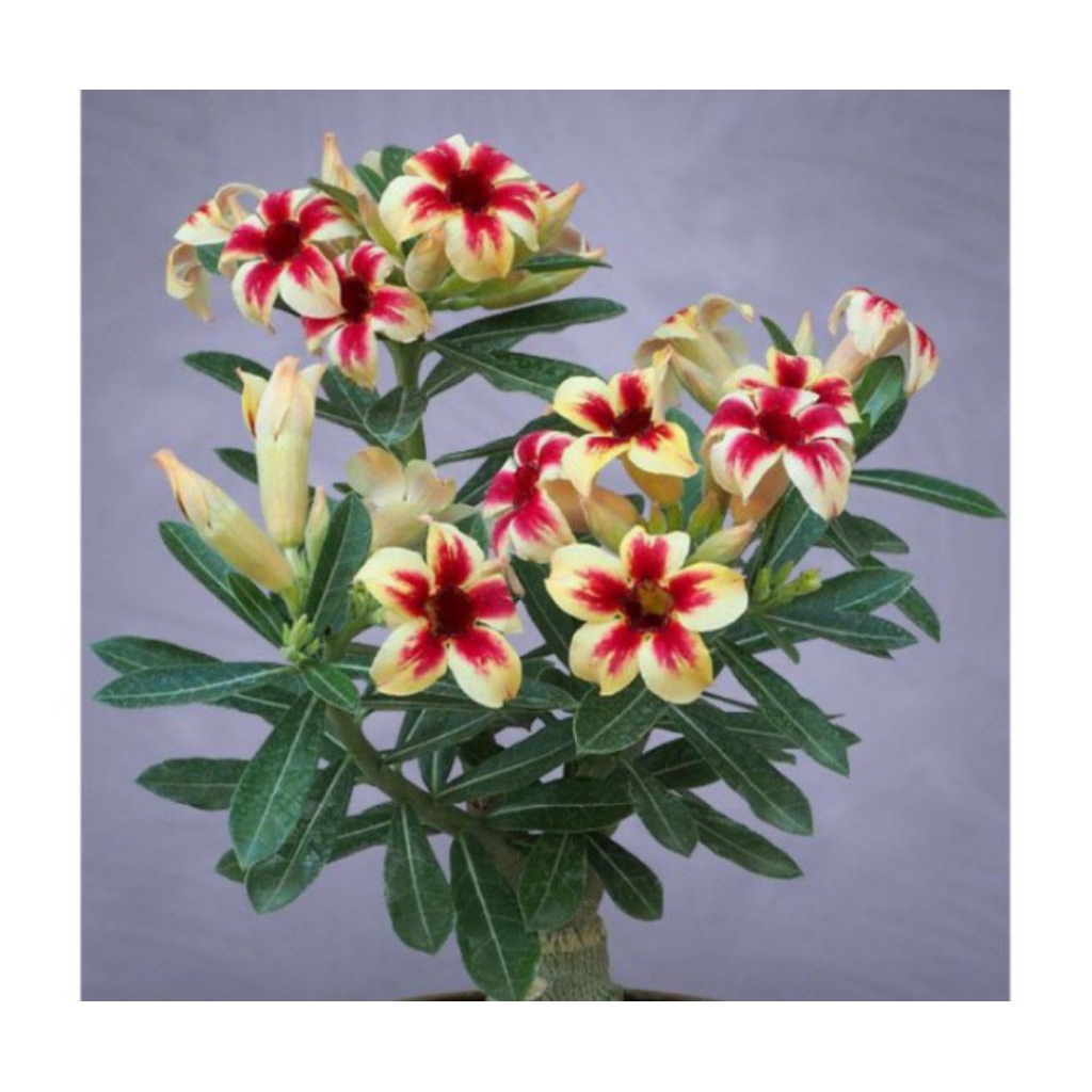 PROMO//TOP 1.Adenium / adenium bunga tumpuk no 18 / kemboja / kamboja jepang adenium arabicum/termur