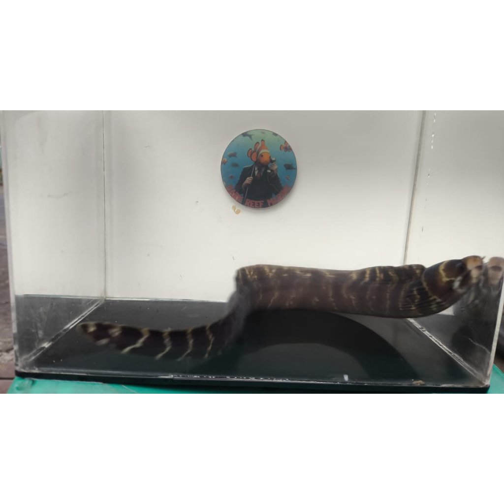 Belut Moray / Juvenile Barred Moray Eel