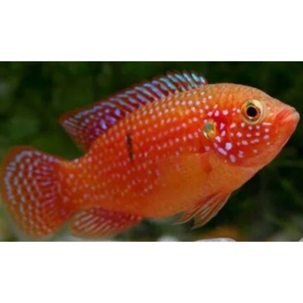 hiasan aquarium red jewel cichlid
