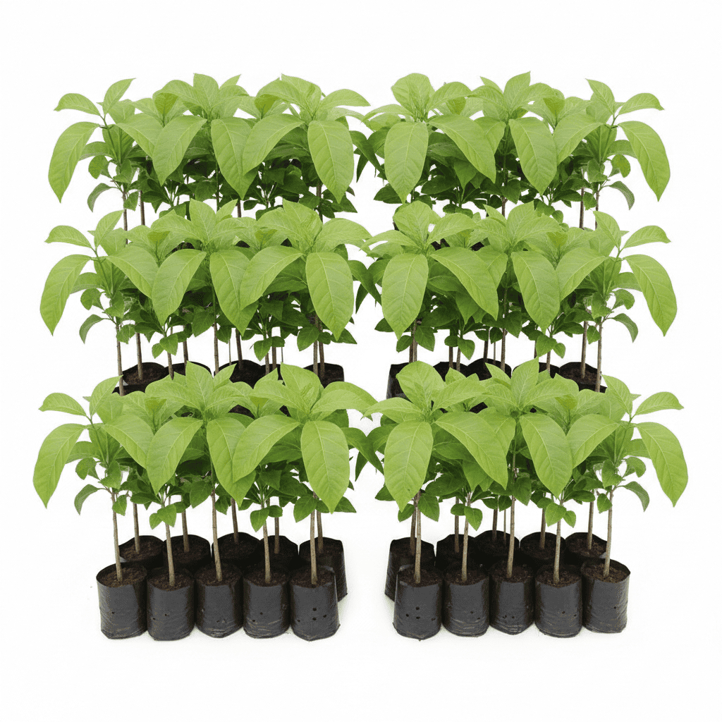 Bibit Pohon Jati Solomon Super Lurus Grosir/ Bibit Jati Solomon Unggul