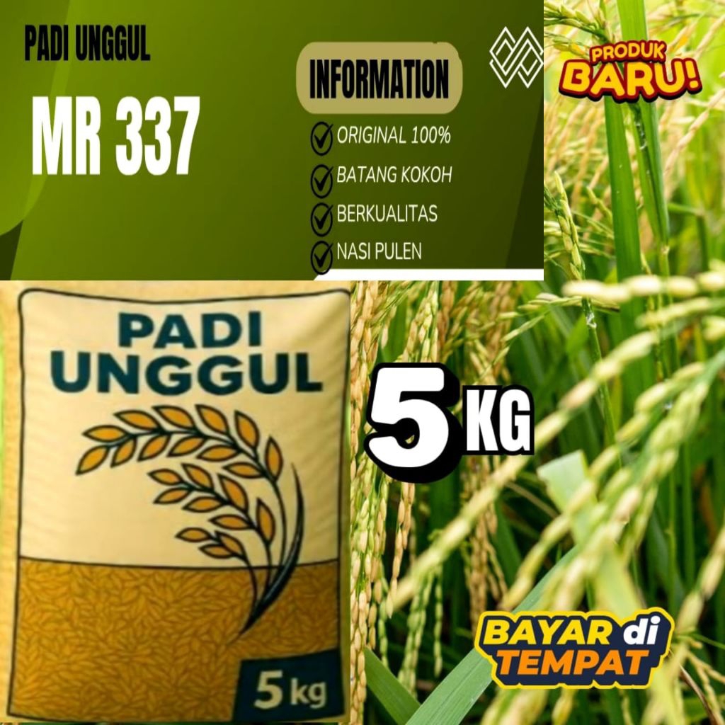 Benih padi original Jenis MR 339 kemasan 5kg