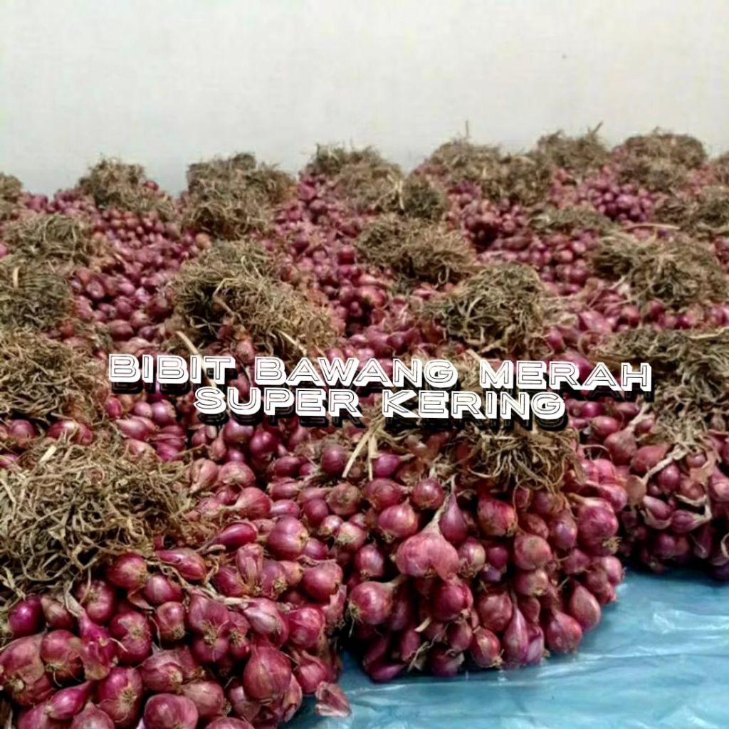 Bibit Bawang Merah Garut 1Kg Super