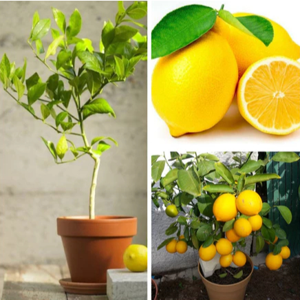 Bibit Buah Jeruk Lemon Kuning Hasil Cangkok- Tanaman Buah Dalam Pot Tabulampot - Bibit Buah Cangkok 