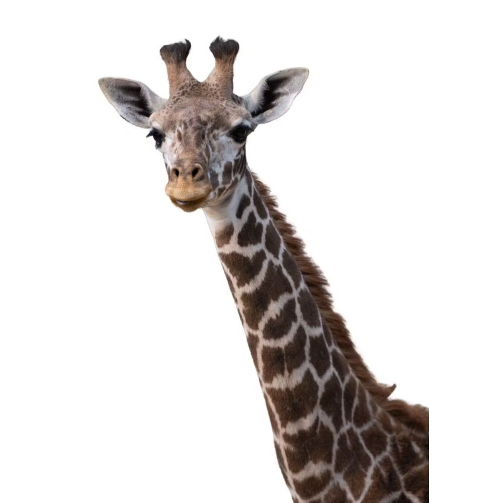 kolase gambar jerapah dari cangkang telur