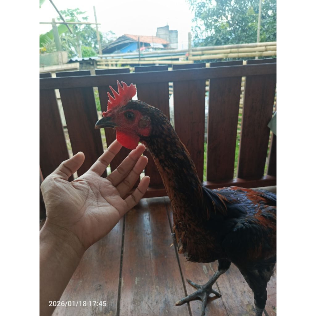 ayam pelung dewasa x1