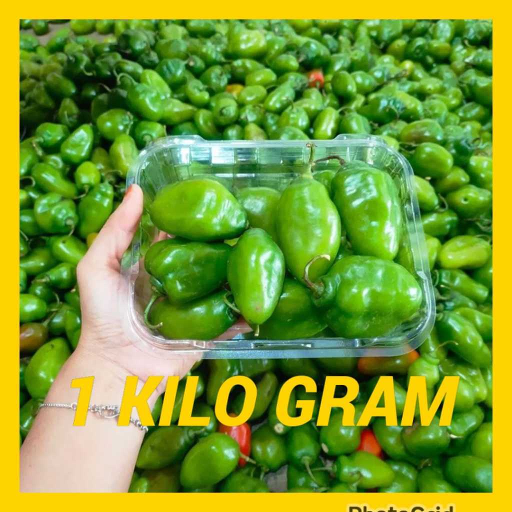 CABE GENDOT SEGAR 1 KG - CABAI BENDOT HIJAU PEDAS AROMA KHAS ASLI BANDUNG