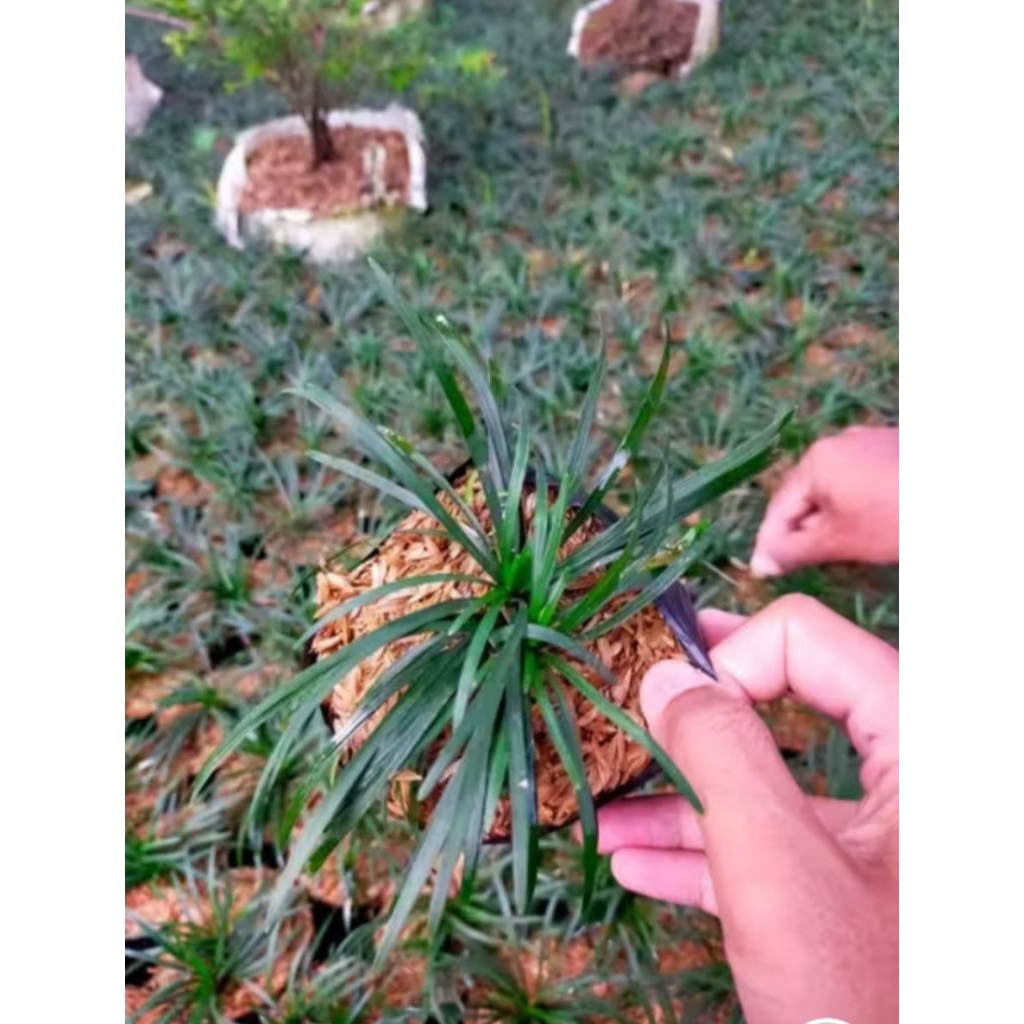 Rumput Kucai mini / kucai mini