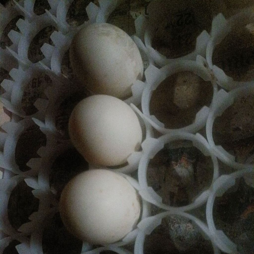 Telur Mentok Jumbo Fertil Asli Blitar, Segar dari Peternakan, Siap Ditetas