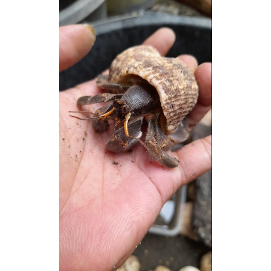 Cangkang Natural Rugosus Gede L