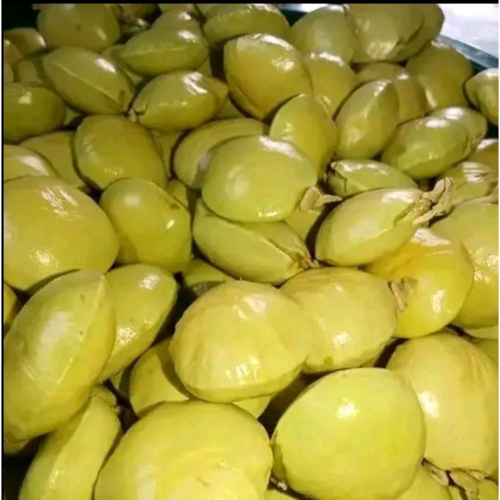 jengkol muda,jengkol lalap,Renyah.