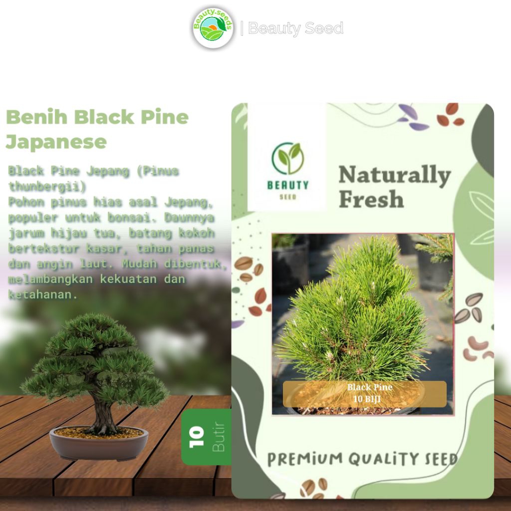 Benih Biji Japanese Black Pine - Bibit Biji Bonsai Black Pine 10 Butir