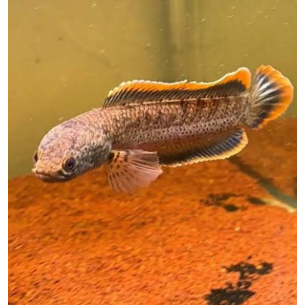 limbata Rim merah pedas size 9/10 cm