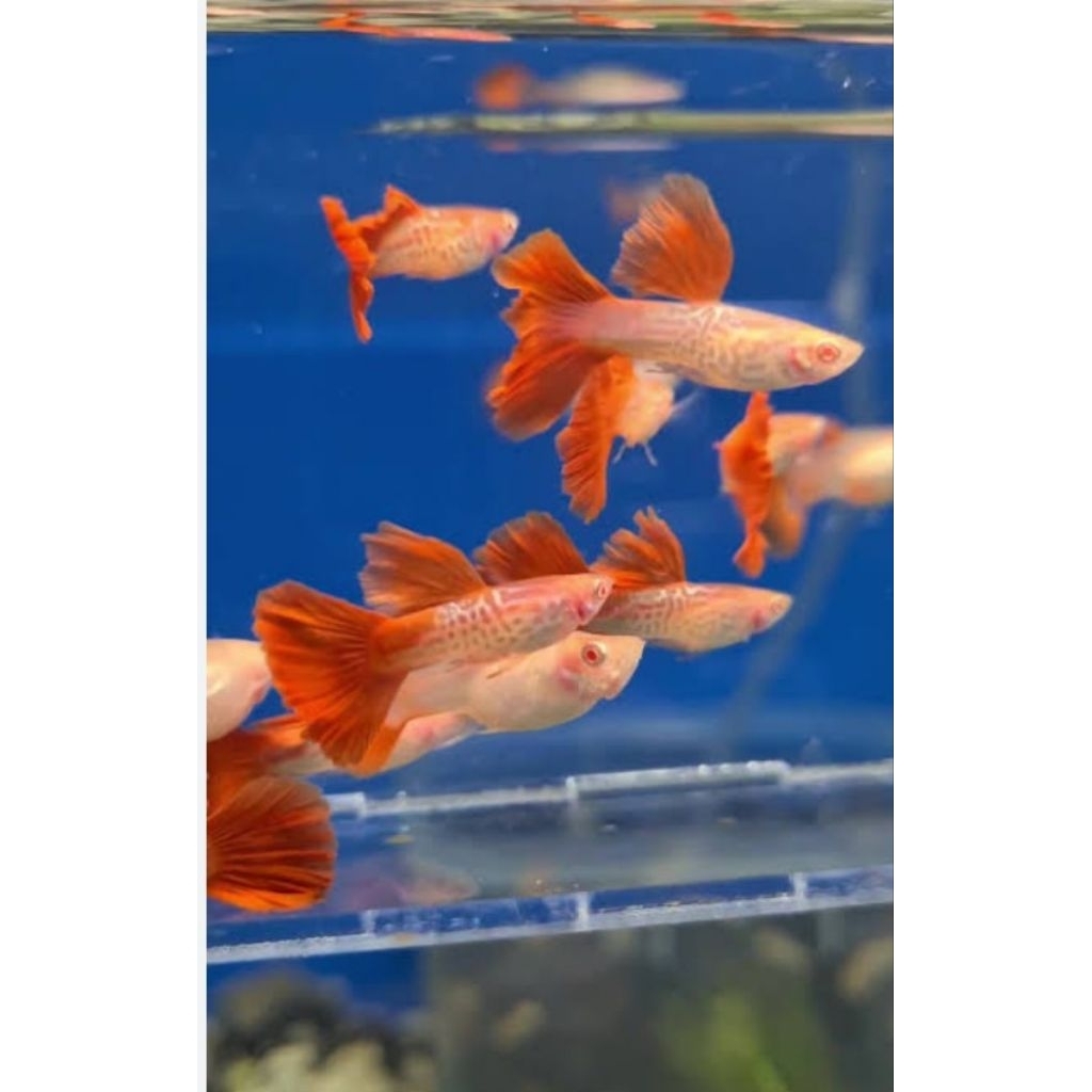 Guppy Albino Snakeskin Red Tail Sepasang | Ikan Hias Aquarium Siap Breeding