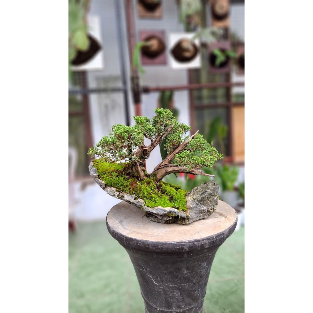 penjing / panorama bonsai cemara sargenti
