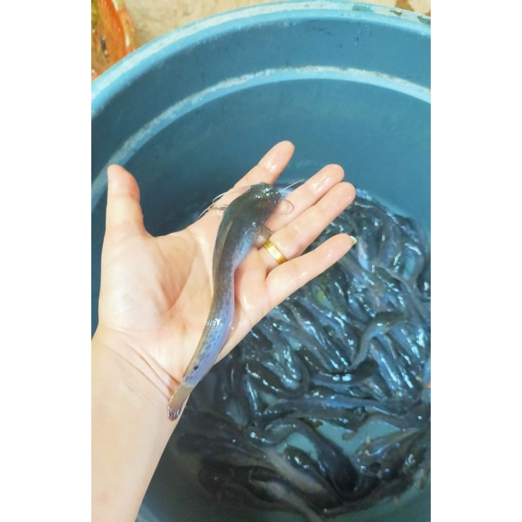 bibit ikan lele sangkuriang berkualitas