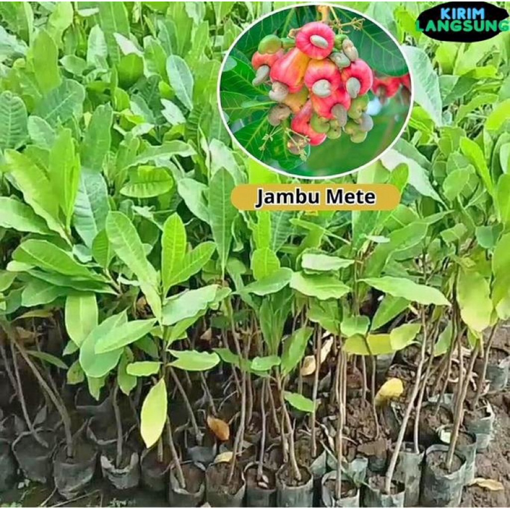 Bibit Jambu Mete Hasil Okulasi Sudah Berakar 8 Bulan Sudah Bisa Berbuah