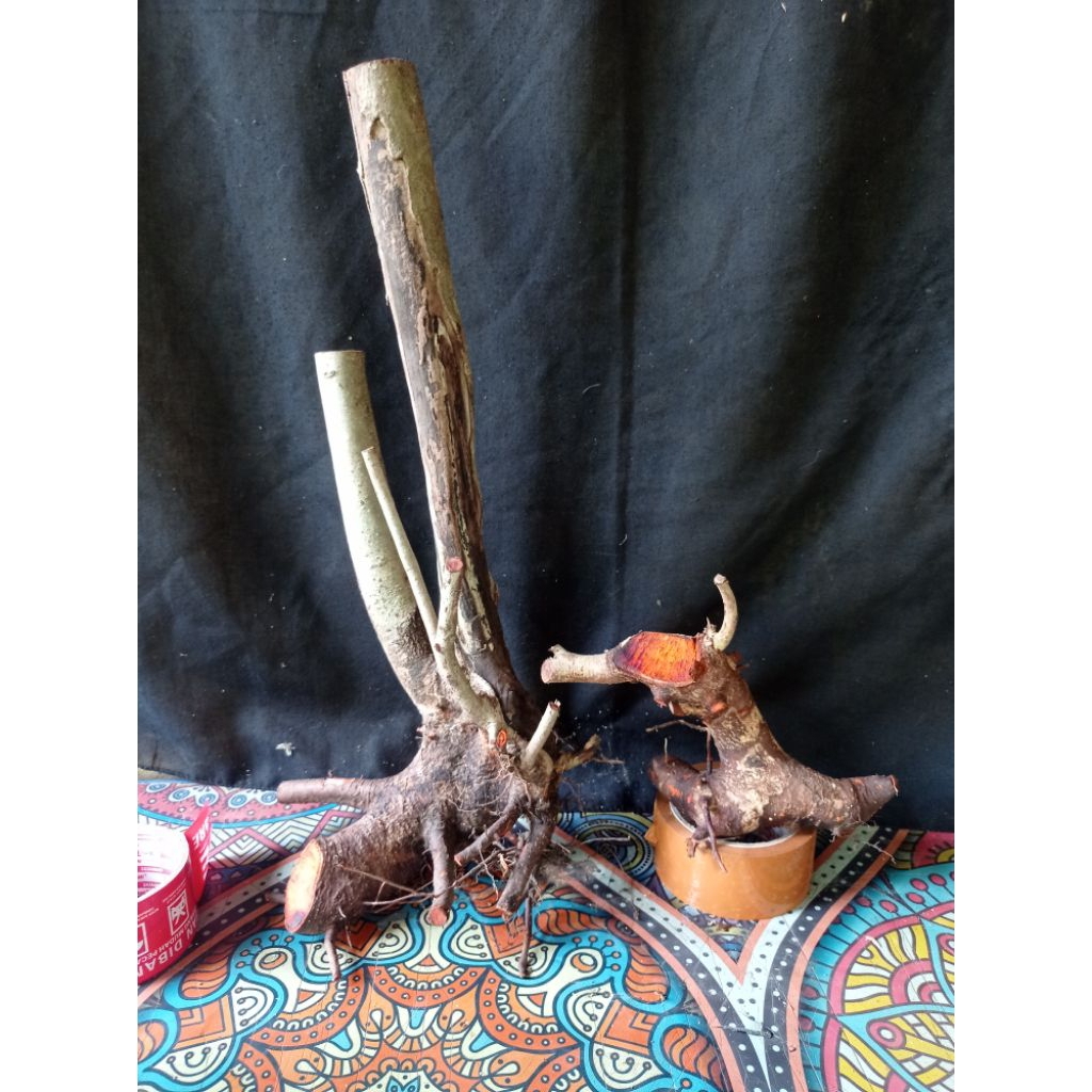 Rukem pucuk merah pormalan berkarakter