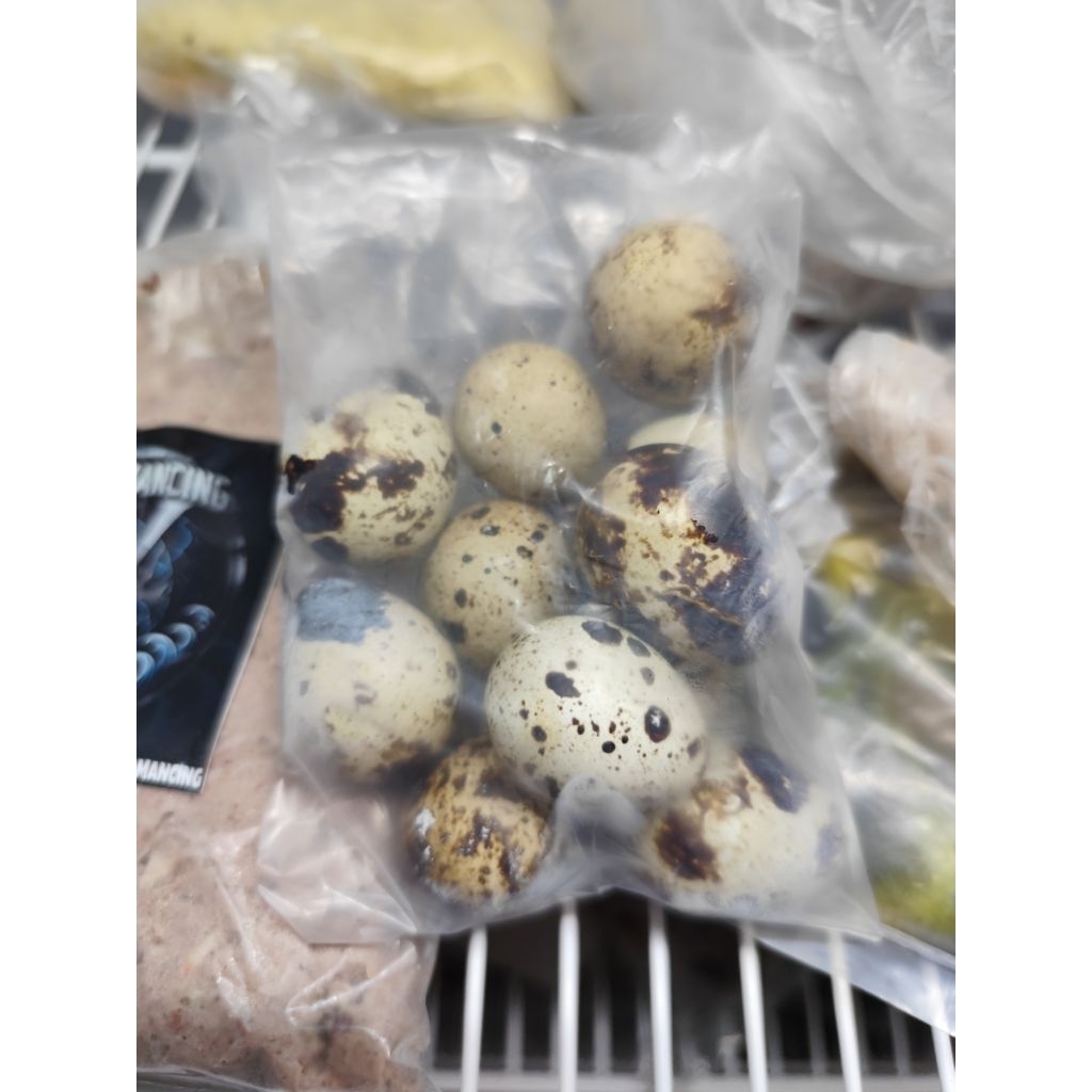 11 Butir Tapuy Umpan Galatama Lele, Kemasan Praktis, Kualitas Terbaik