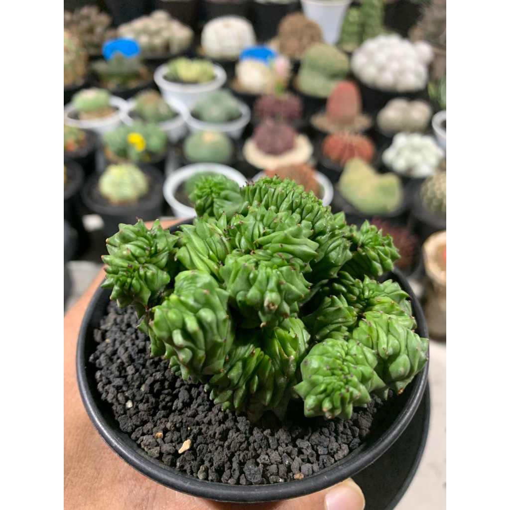 Euphorbia Enopla Cristata