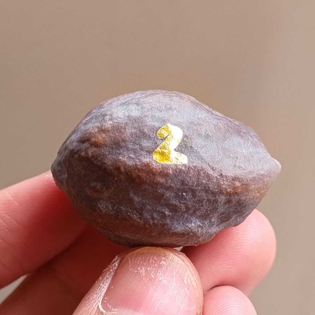 Muncang Adu Jayanti Paku Original kode 2