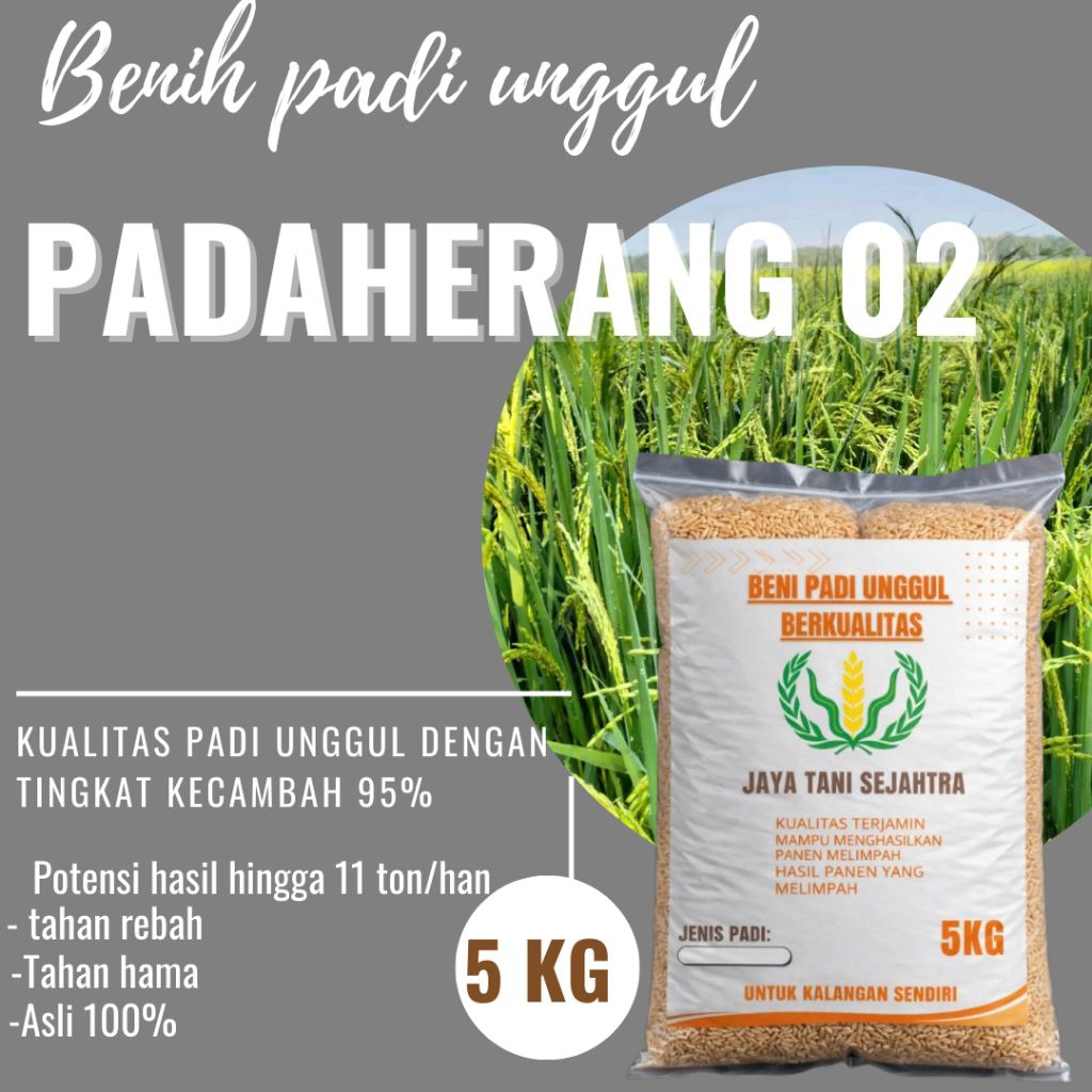 BENIH PADI UNGGUL PADAHERANG 02 KEMASAN 5KG