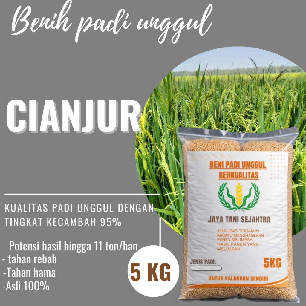 BENIH PADI UNGGUL CIANJUR KEMASAN 5KG BERKUALITAS