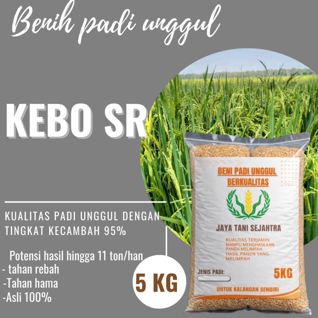 BENIH PADI UNGGUL KEBO SR KEMASAN 5KG BERKUALITAS