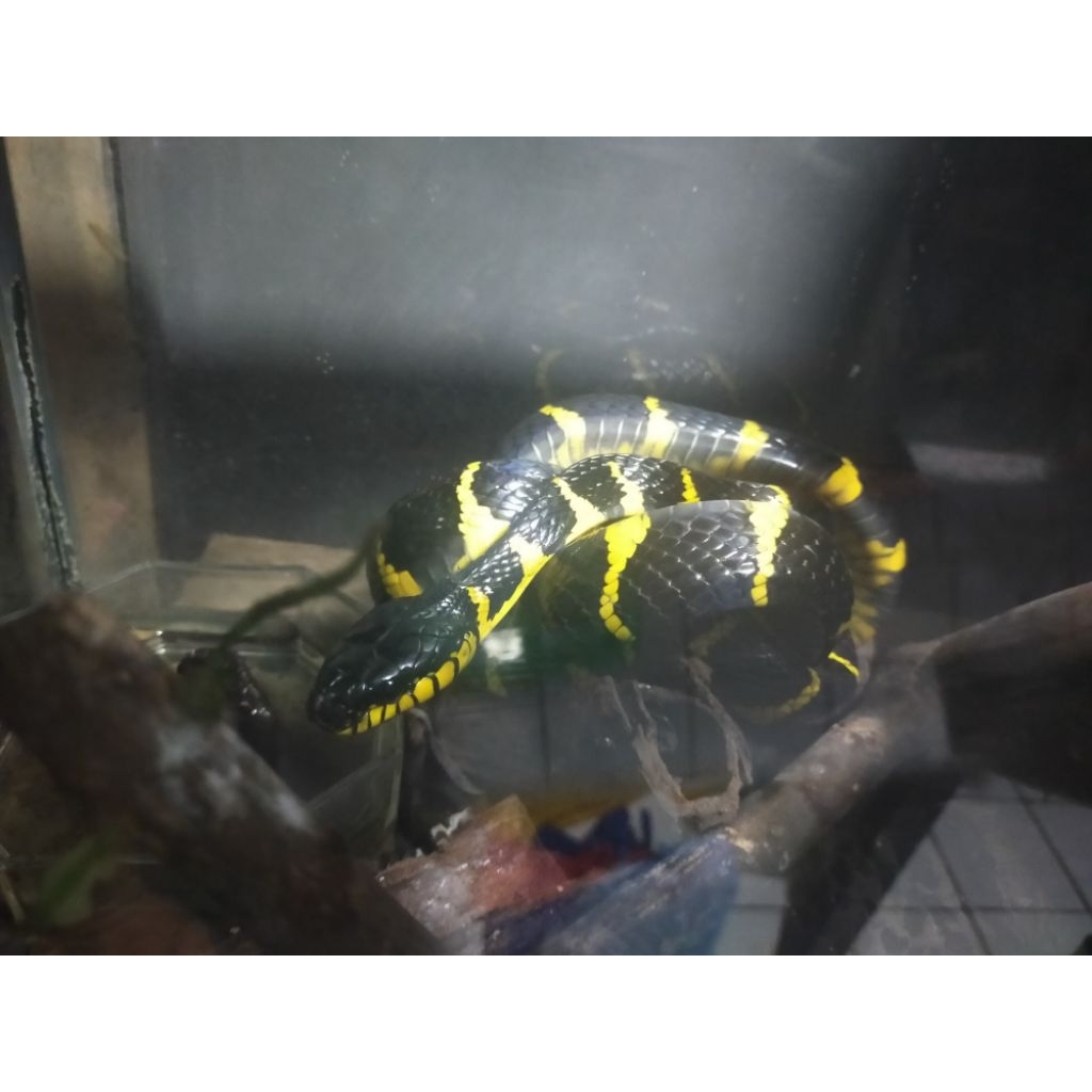 ular cinmas ( boiga dendrophila) jumbo ( kurir ojek online maksimal 40 km)