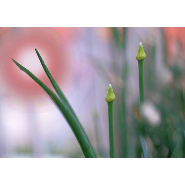KEBUN PETANI BENIH TANAMAN DAUN KUCAI
