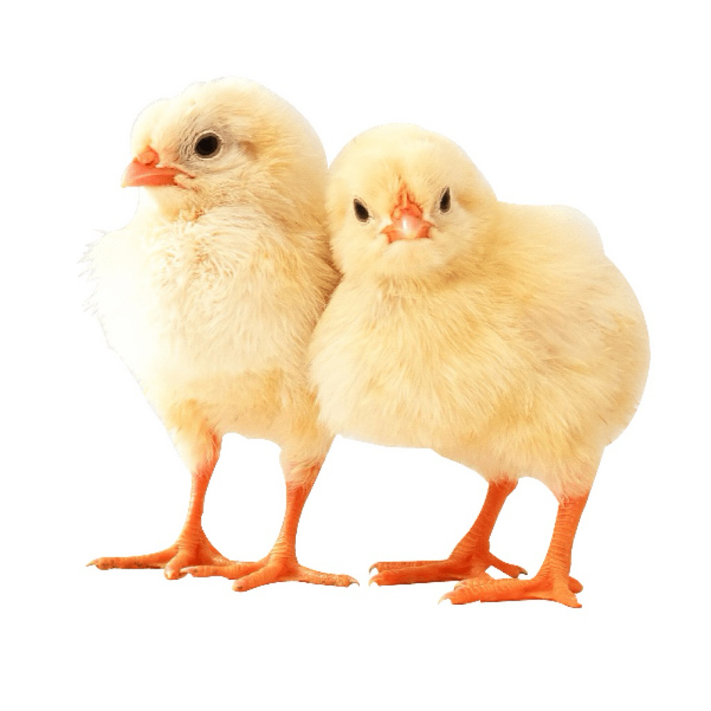 DOC MARDI / AYAM AKA RAJA MARDI / AYAM KAMPUNG PETELOR / AYAM KAMPUNG PEDAGING