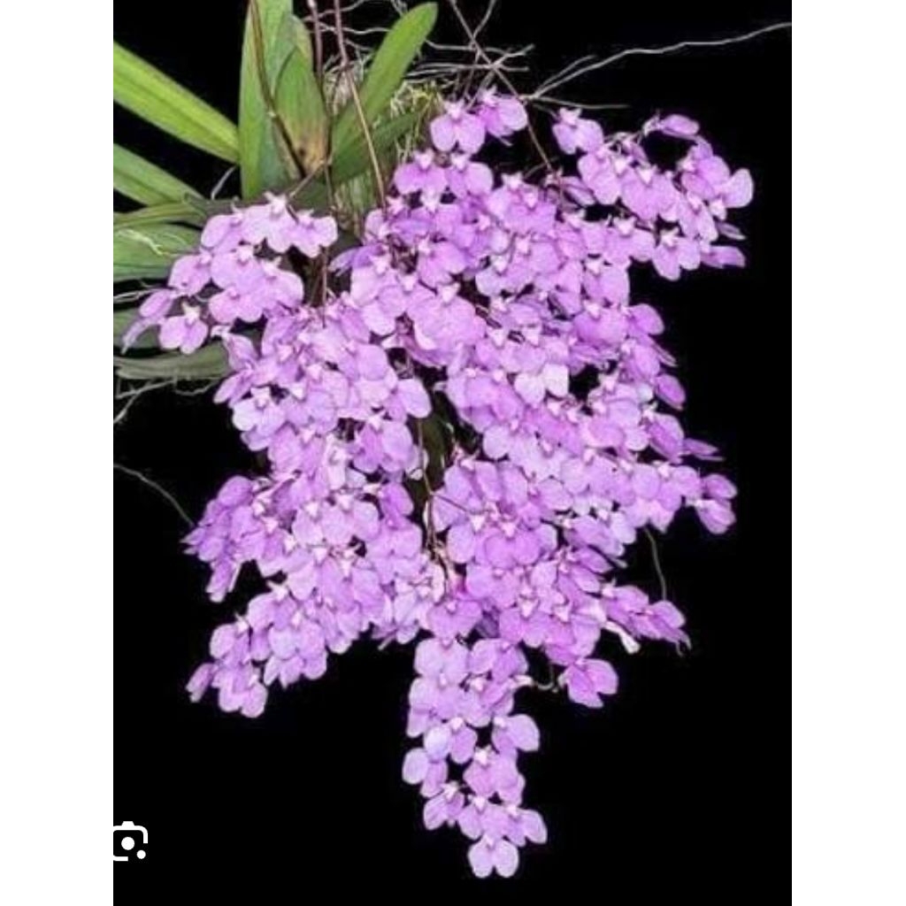 anggrek Ionopsis dewasa siap bunga/ pasca