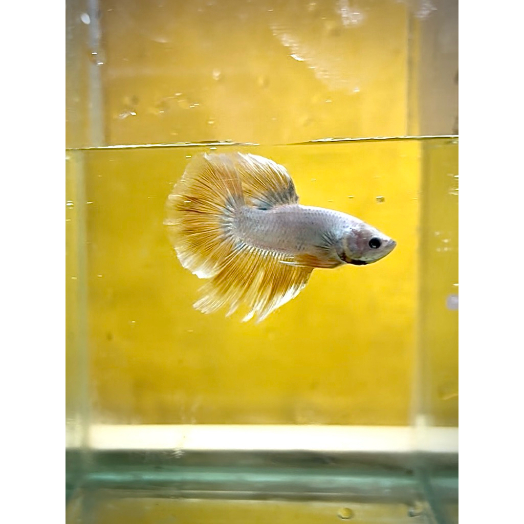 Cupang Yellow Halfmoon real pict