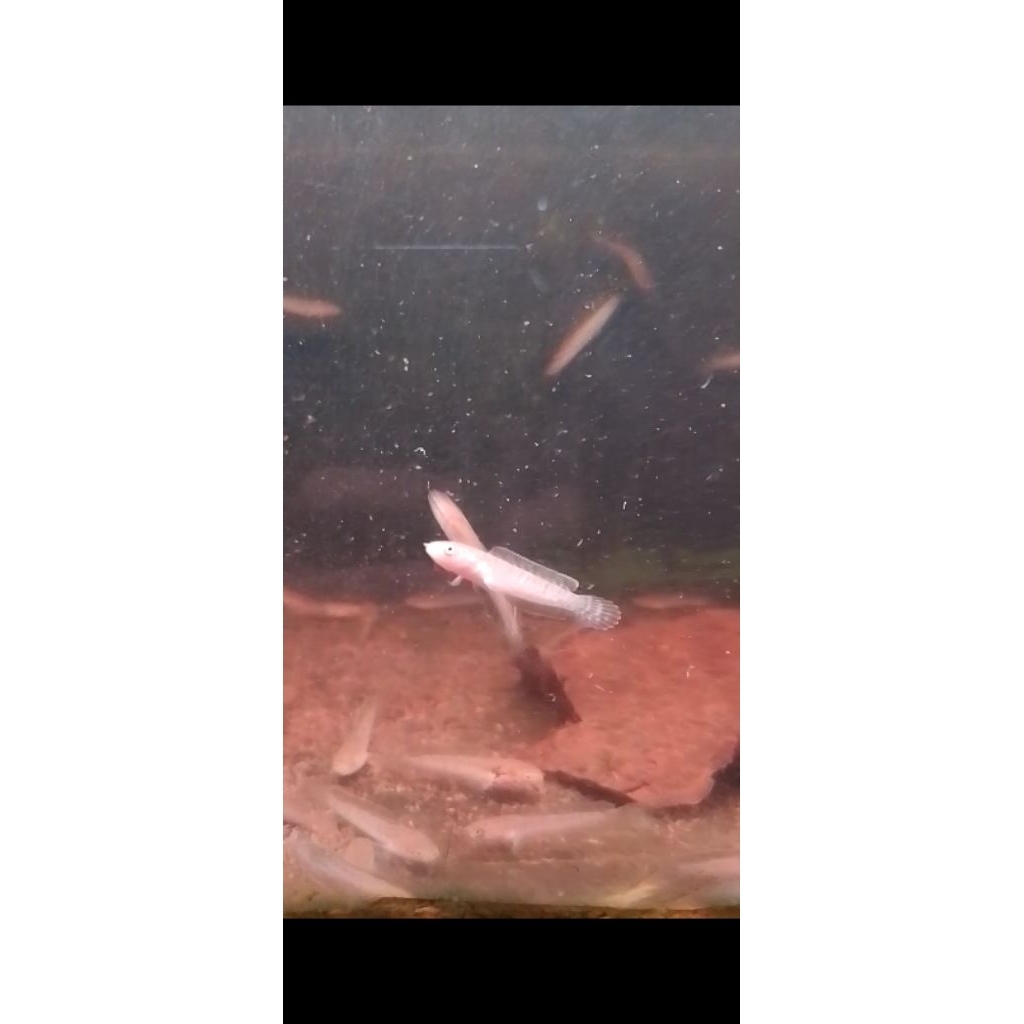 stiker chana limbata