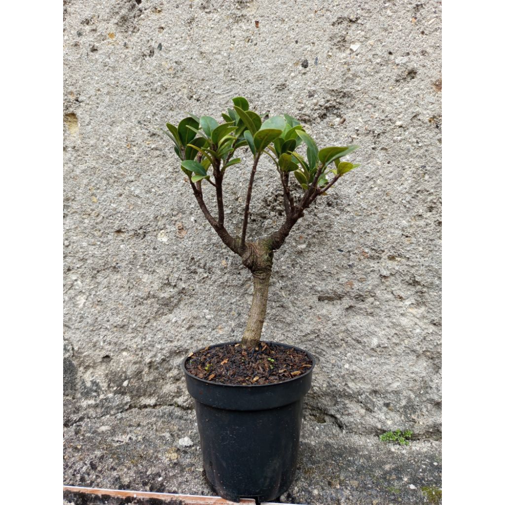 bahan bonsai beringin elegant