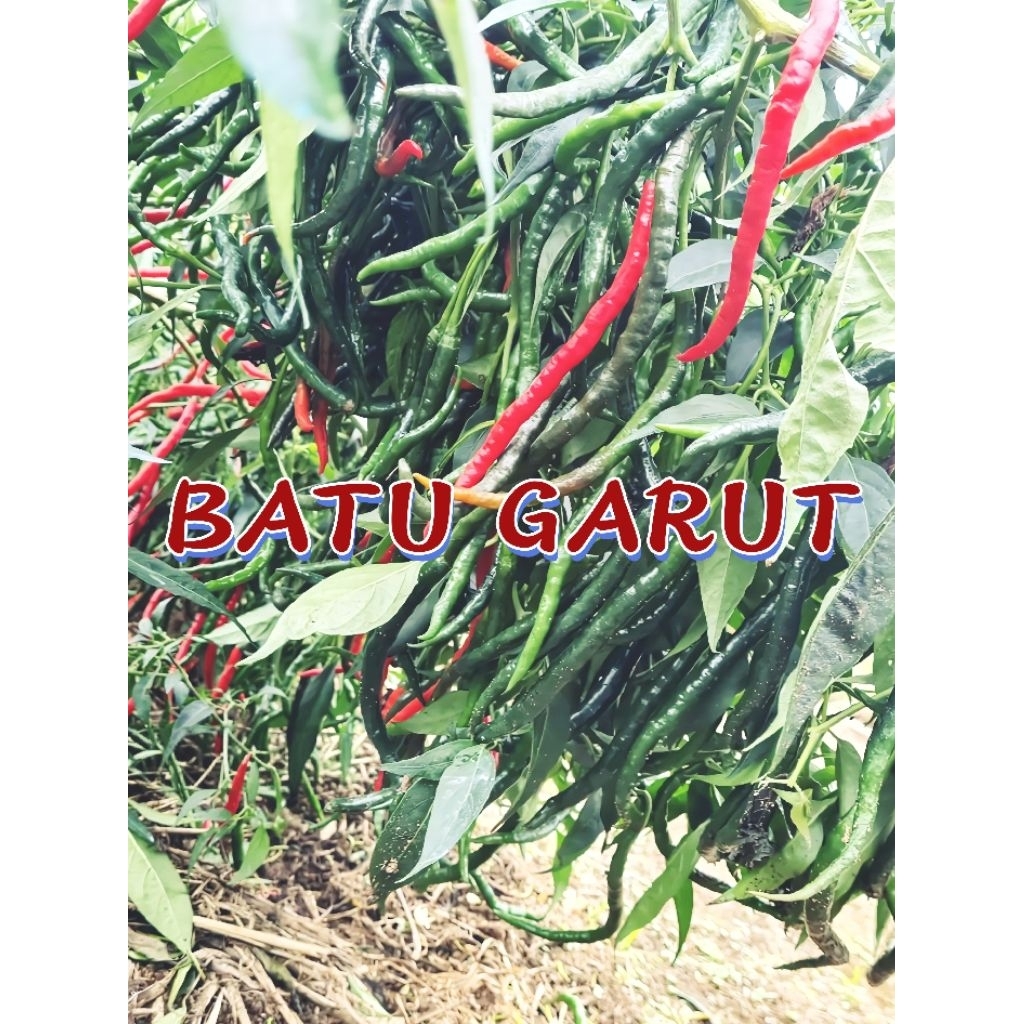 bibit/benih cabe lokal BATU GARUT buah lebat,lebih tahan terhadap virus & jamur