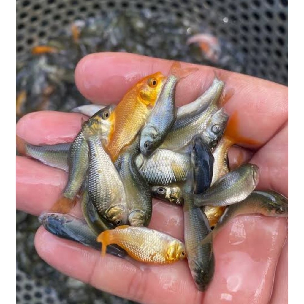 bibit ikan mas konsumsi