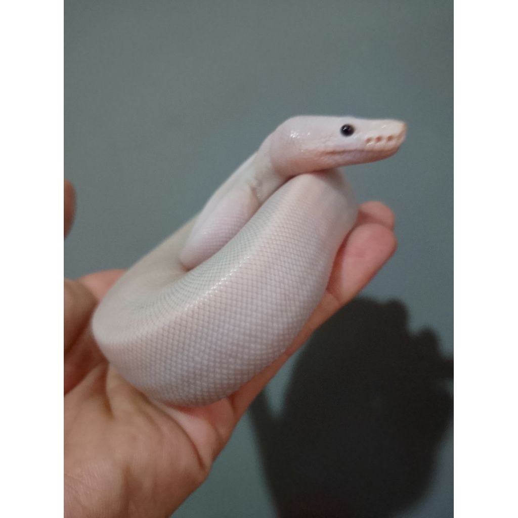 ball python morph white wedding (Lesser Pied)