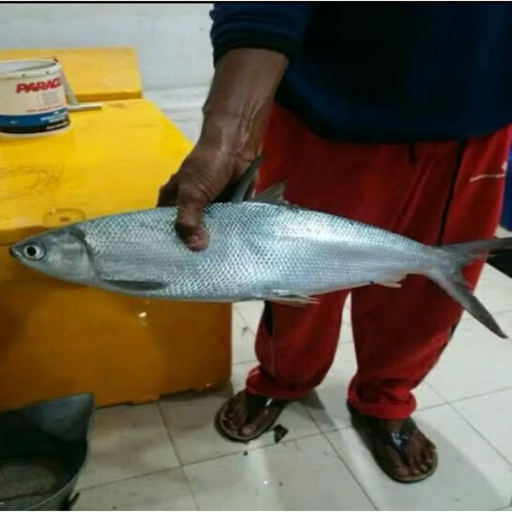 Ikan Bandeng Spesial Imlek Ikan Bandeng Segar Ikan Bandeng Jumbo Ikan bandeng besar Ikan Bandeng Seg