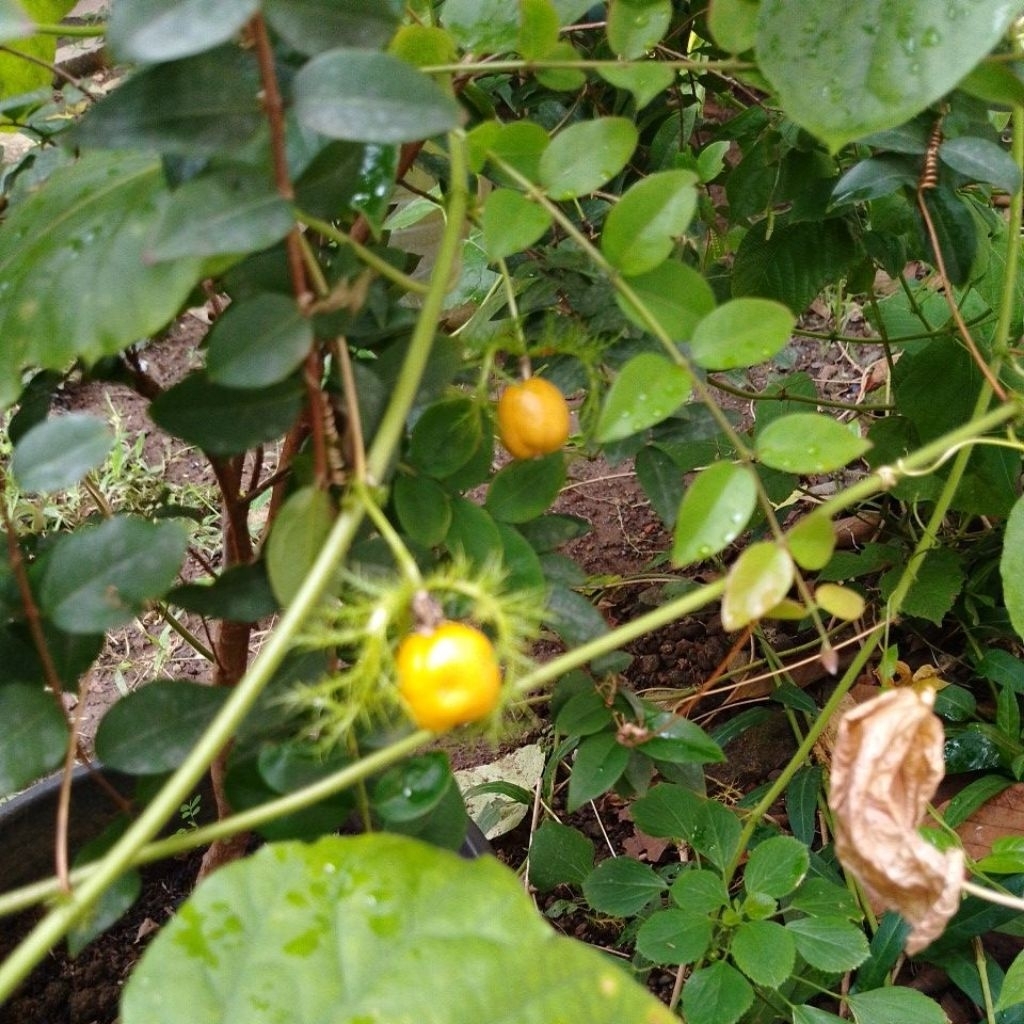 Rambusa Markisa hutan markisa mini