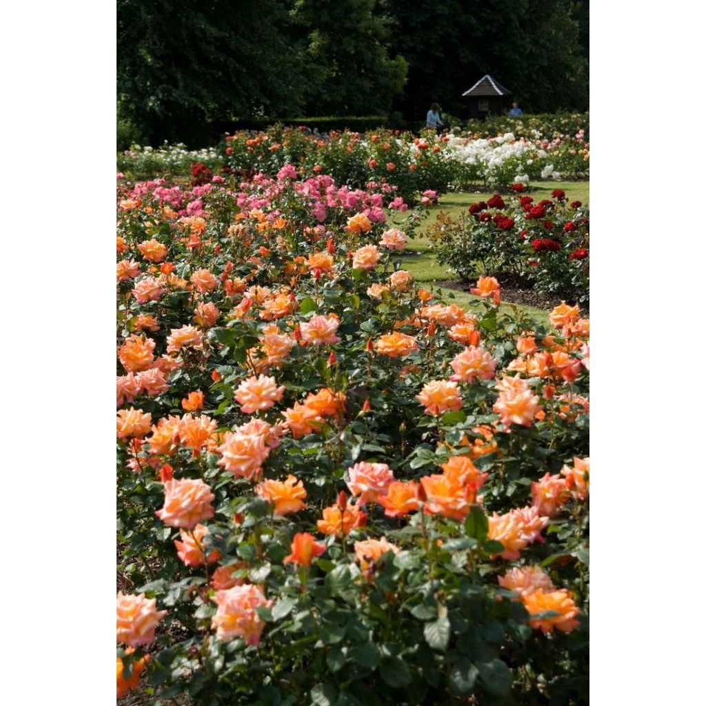 Macam Macam Bibit Tanaman hidup asli Mawar /rose siap tanam.