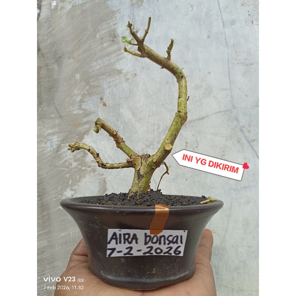 bonsai sancang cantik real pict