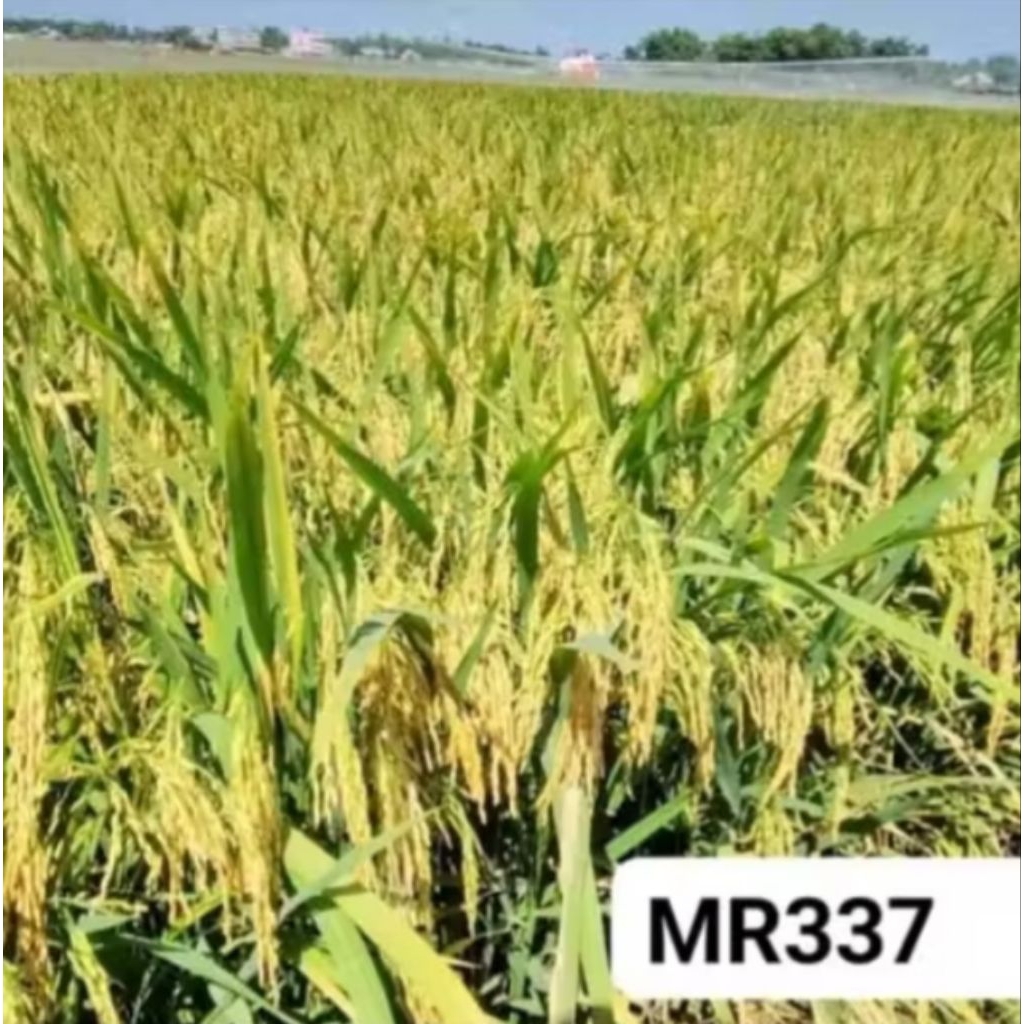 Benih padi MR 337 (5kg)