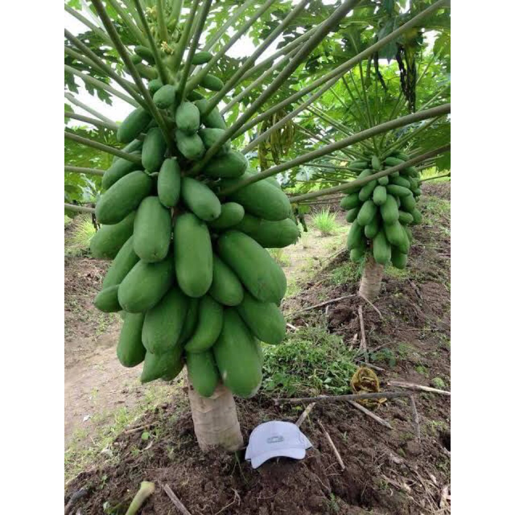 100 BUTIR BENIH BIJI PEPAYA CALIFORNIA ASLI ORIGINAL 100%
