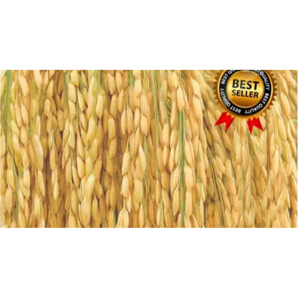 benih padi si Denok super (5kg)