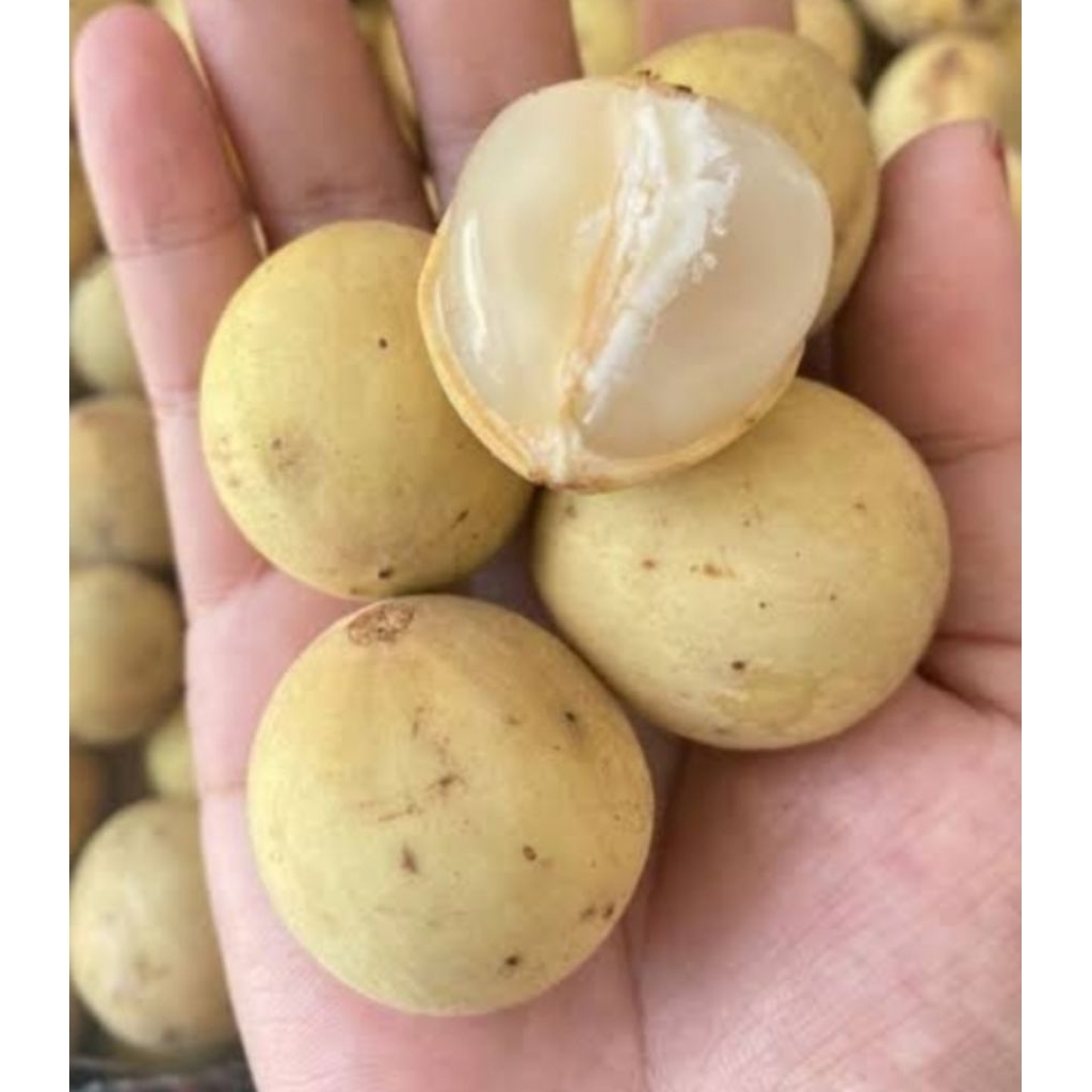 Buah Duku Palembang Asli Fresh Manis 1Kg
